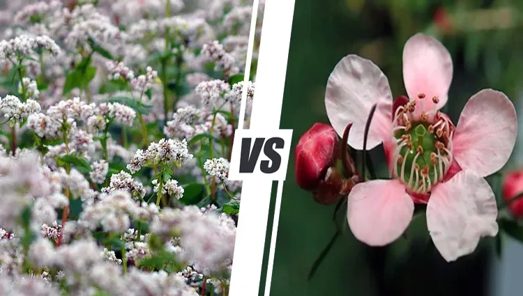 buckwheat honey vs manuka honey